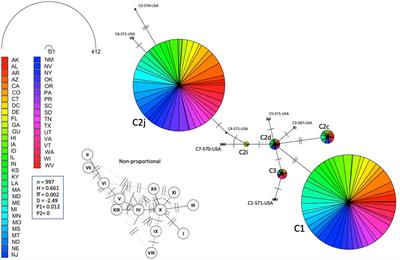 Honey bee populations of the USA display restrictions in their mtDNA haplotype diversity